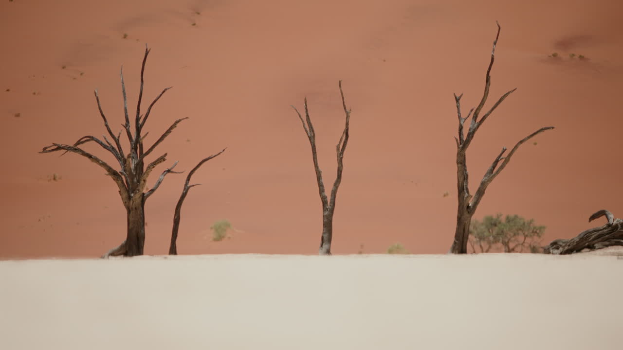 Dead Trees on a Red Desert Sand Dune