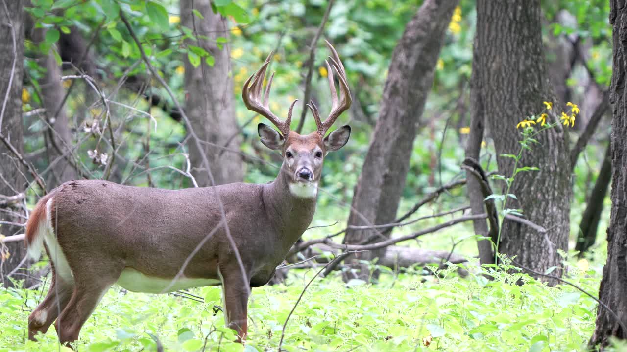 un gran buco de cola blanca revisa sus alrededores mientras camina por el bosque a principios del otoño