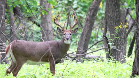 Ein-Großer-Weißwedelhirsch-überprüft-Seine-Umgebung-Bei-Einem-Spaziergang-Durch-Den-Wald-Im-Frühherbst