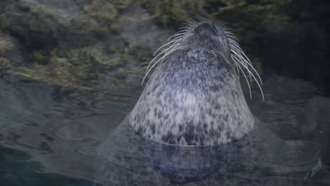 Closeup-of-common-seal-head-from-behind,-head-above-water-surface,-day