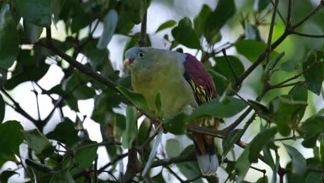 extending its neck and flapping its tail, a thick-billed green pigeon treron curvirostra is balancing itself on a tiny branch on top of a tree inside kaeng krachan national park in thailand