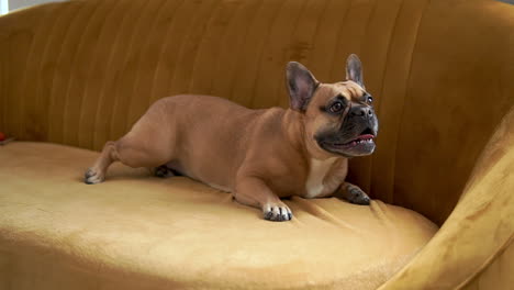 french bulldog lying in the couch inside the house