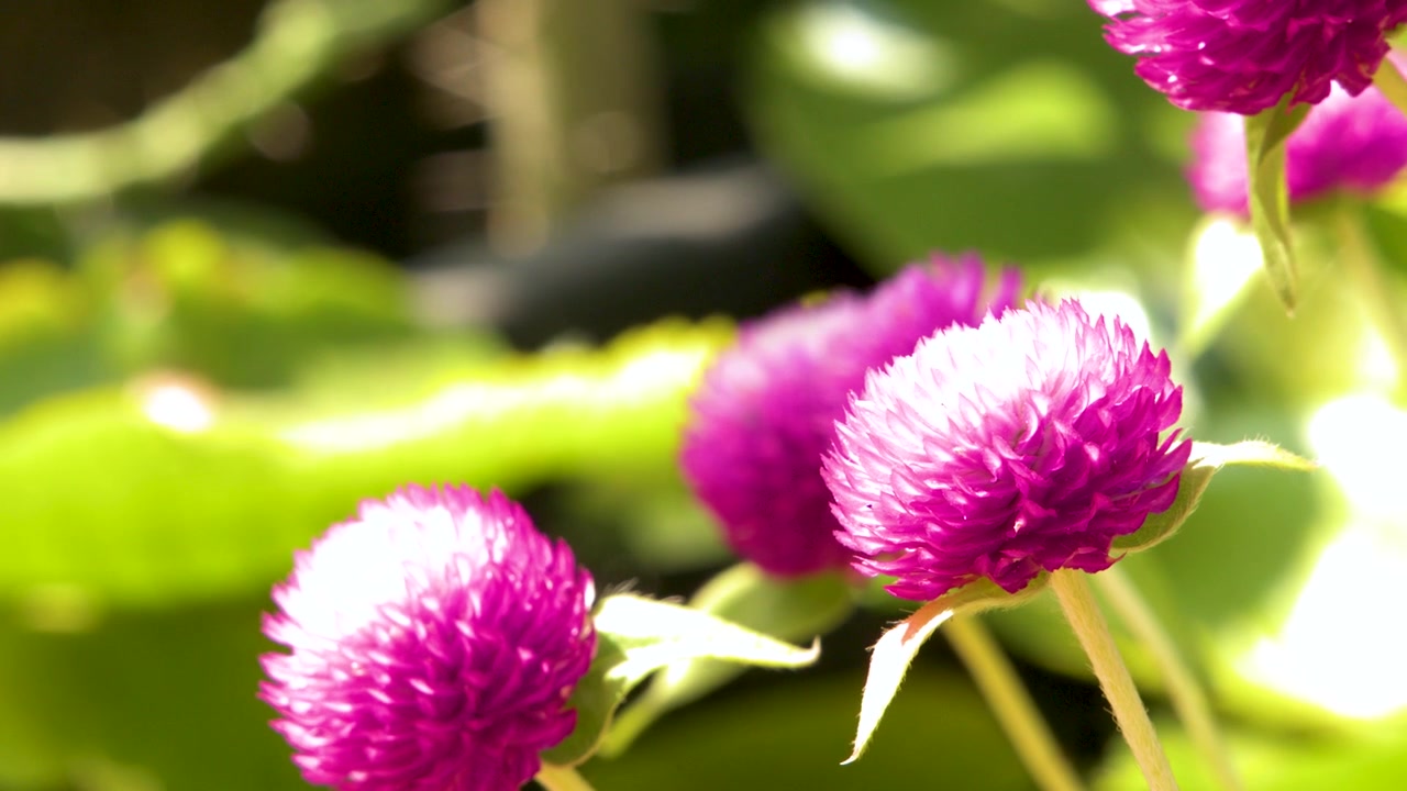 Foto close-up bunga globe amaranth merah muda yang bergoyang lembut di taman tropis yang cerah.