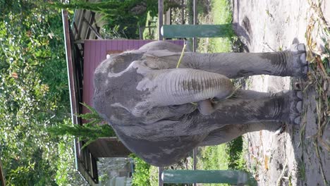 vertical close up video of a thai elephant eating corn grass in a sanctuary in chiang mai