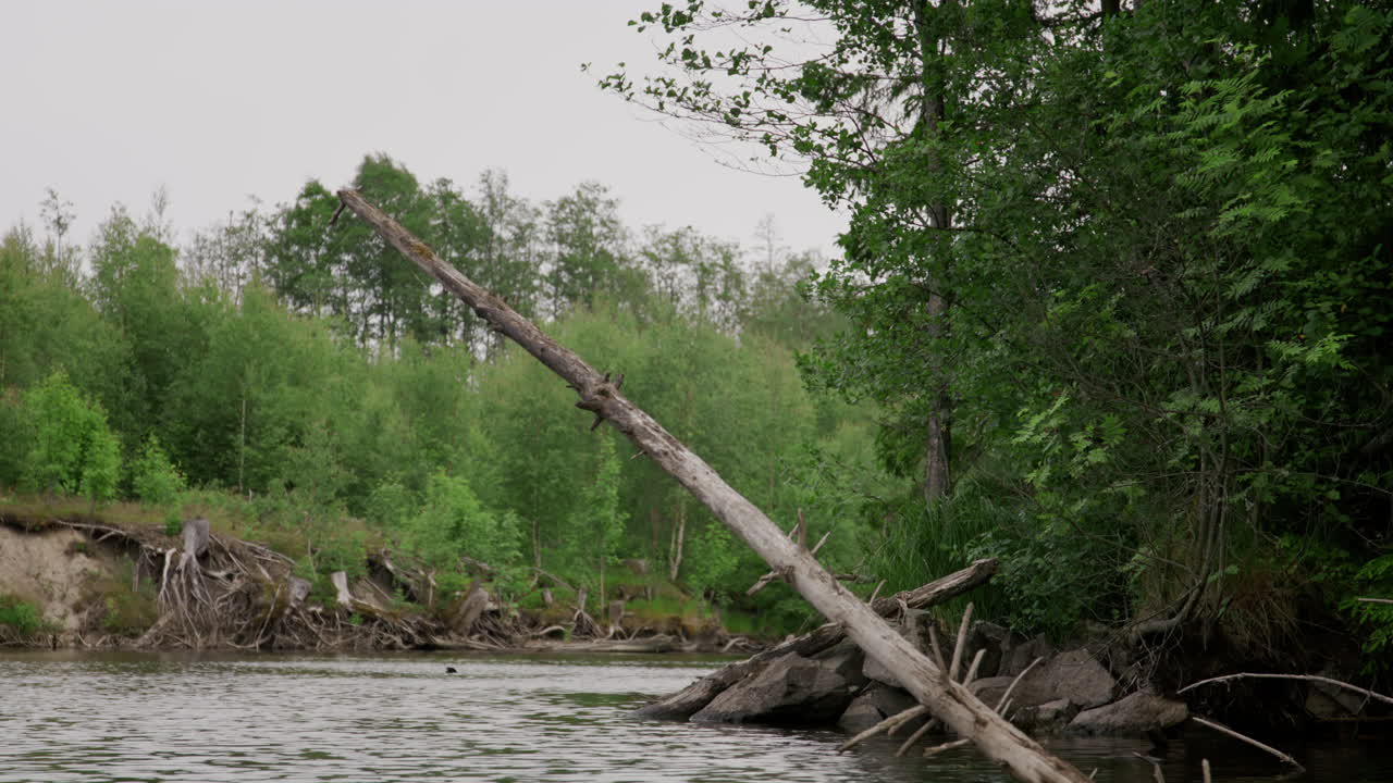 Dead tree leaning across natural riverbank in dense northern forest with erosion and scattered branches under overcast sky captured from slow-moving canoe