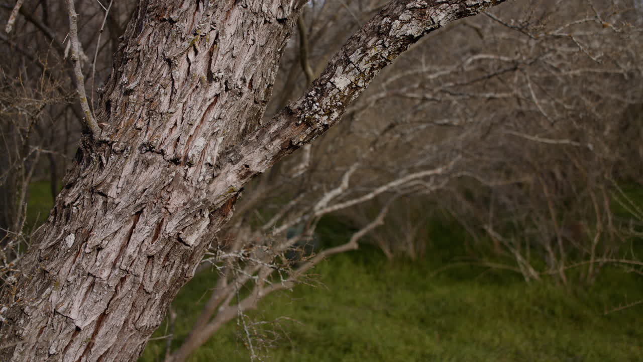 a shot of the south Texas forest