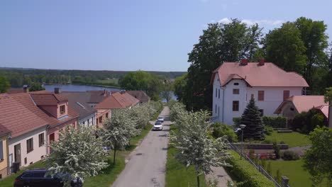 small avenue with trees white blossom