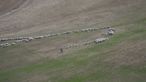 un rebaño de ovejas blancas mirando el verde prado en la colina de la toscana, italia