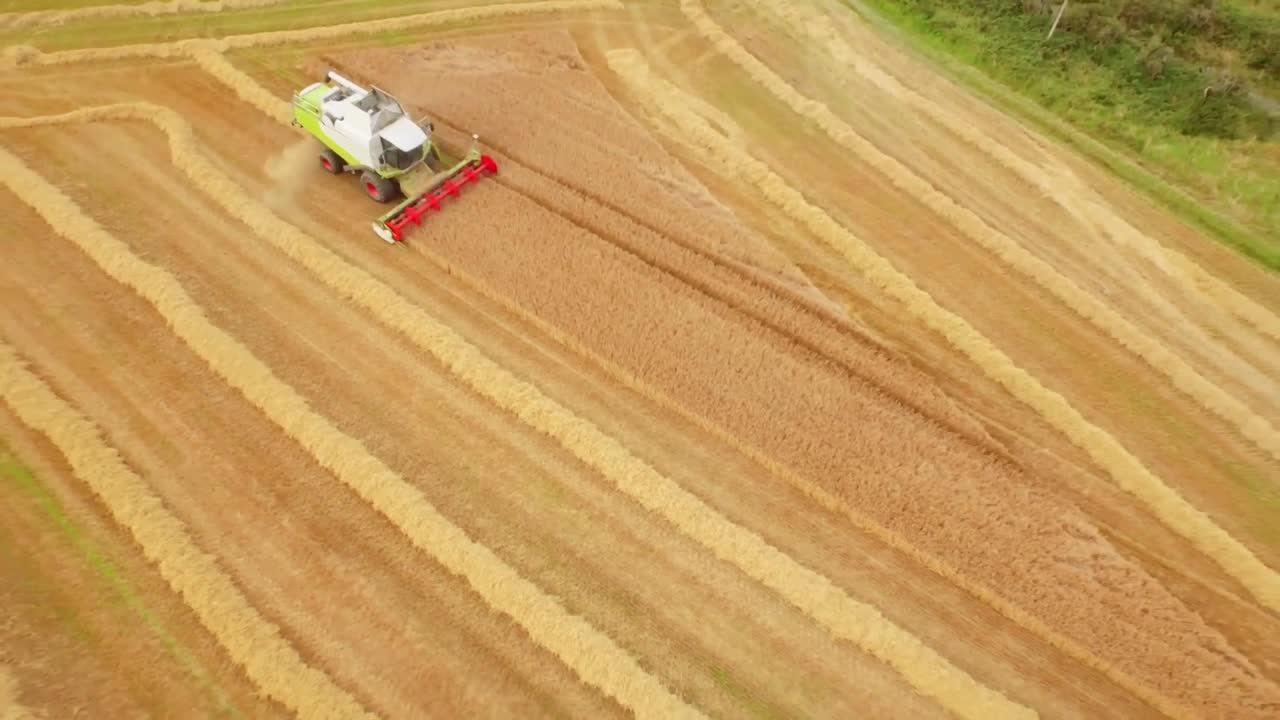 황금  ⁇ 의 드론 영상과 수확기