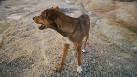 toma amplia de perro en rocas a lo largo de la costa en 4k prores 422