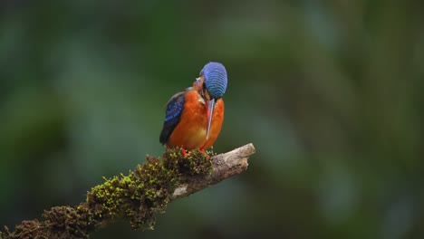 el pequeño pájaro pescador de orejas azules está observando la situación para prepararse para atrapar peces