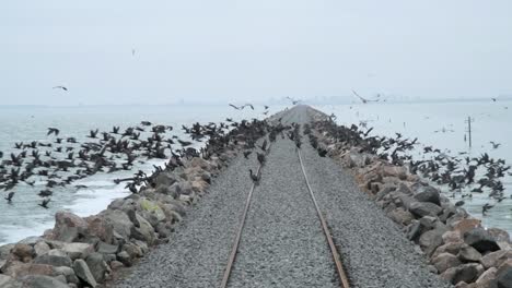 dark birds flying by stony train tracks by water in argentina, aerial