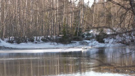 elegant swans rest on meltingblock of ice in sunny scenic spring landscape