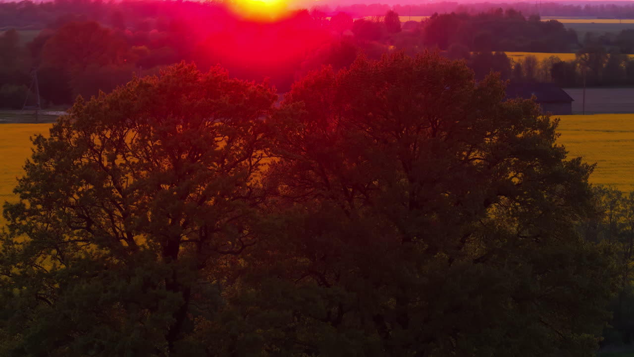 Two trees touch under golden sunlight, forming a heart shape at sunset