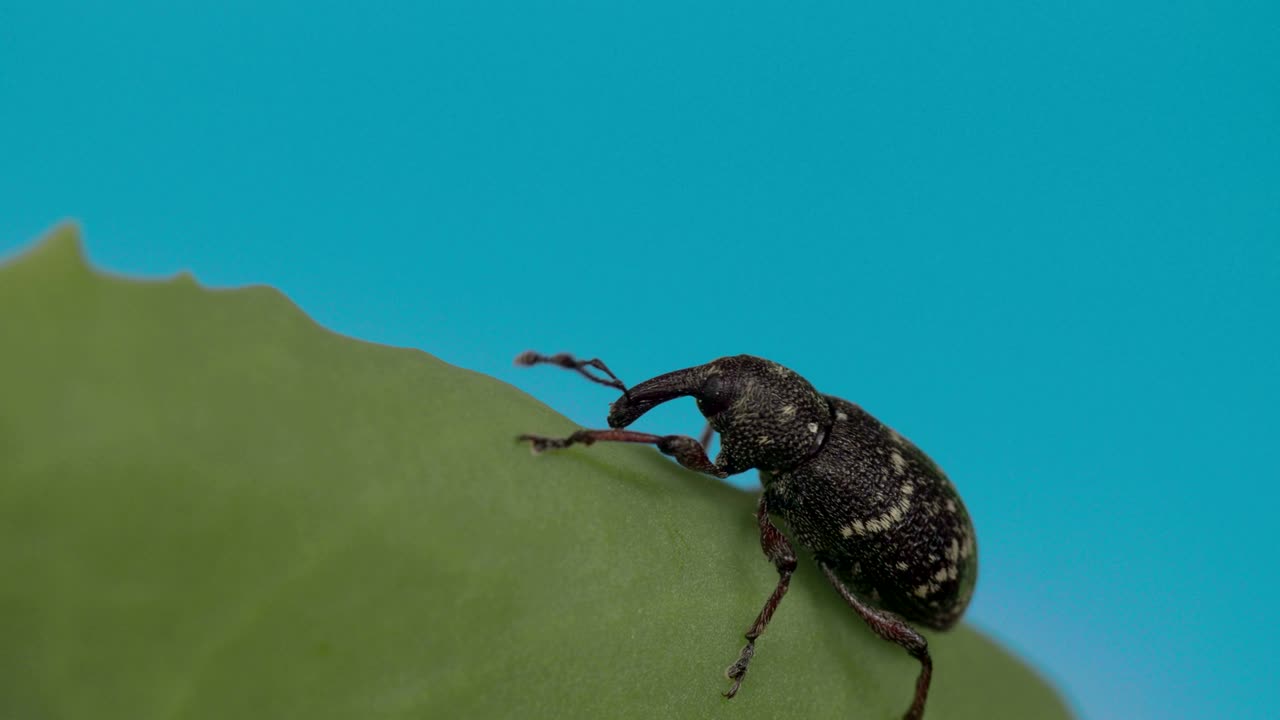 잎 위에 있는 검은 정벌레 4k fs700 odyssey 7q