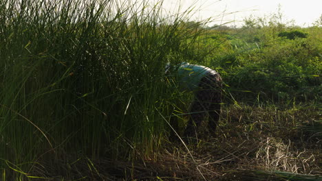 Shot-of-a-farmer-busy-cutting-green-straws-before-drying-for-making-traditional-mattress-on-a-bright-sunny-day-in-Quang-Nam-province,-Vietnam