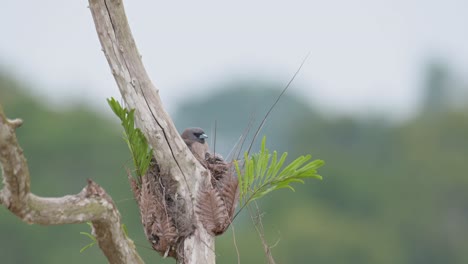 Seen-within-the-nest-looking-to-the-right-and-then-flies-away-to-look-for-food-again,-Ashy-Woodswallow-Artamus-fuscus,-Thailand