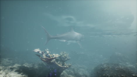 a large shark swimming over a coral reef