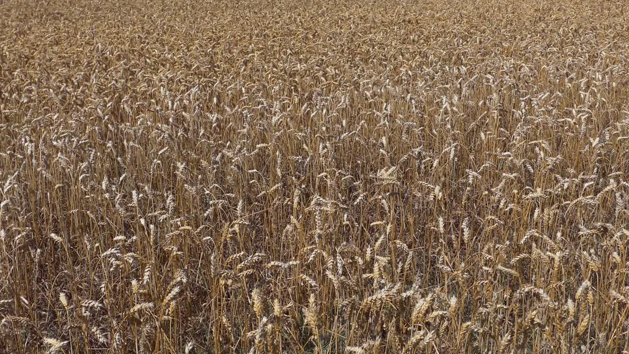 пшеничное поле золотого цвета с соснами в прекрасный летний день - кентербери, новая зеландия