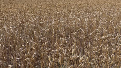 golden-colored wheat field with pine trees on a beautiful summer's day - canterbury, new zealand