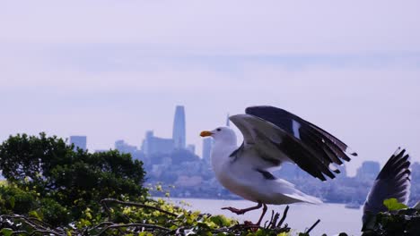 a seagull is perched above the stunning san francisco skyline enjoying the breathtaking view a seagull perched high above with the stunning san francisco skyline framing the background capturing urban nature