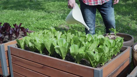 cropped image farmer hands watering pouring water on green lettuce with a watering can copy space high angle