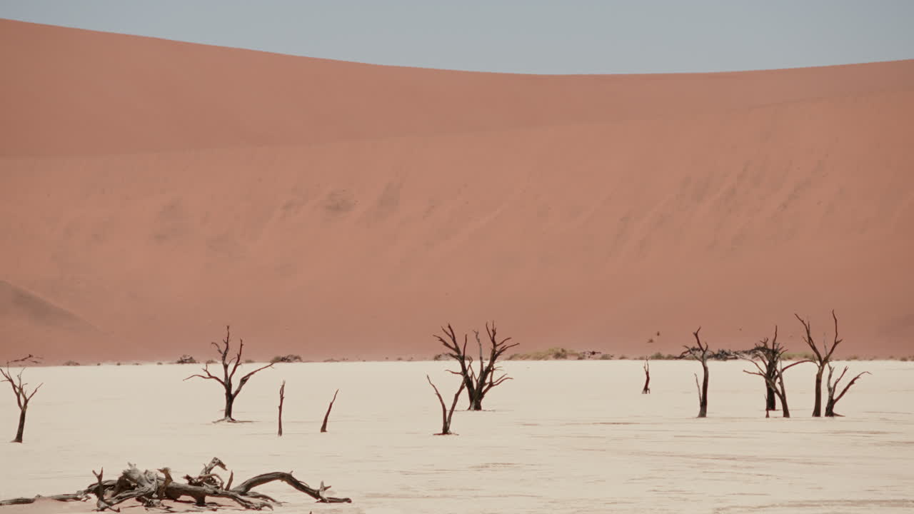 Dead Trees and Red Sand Dunes in the Namib Desert