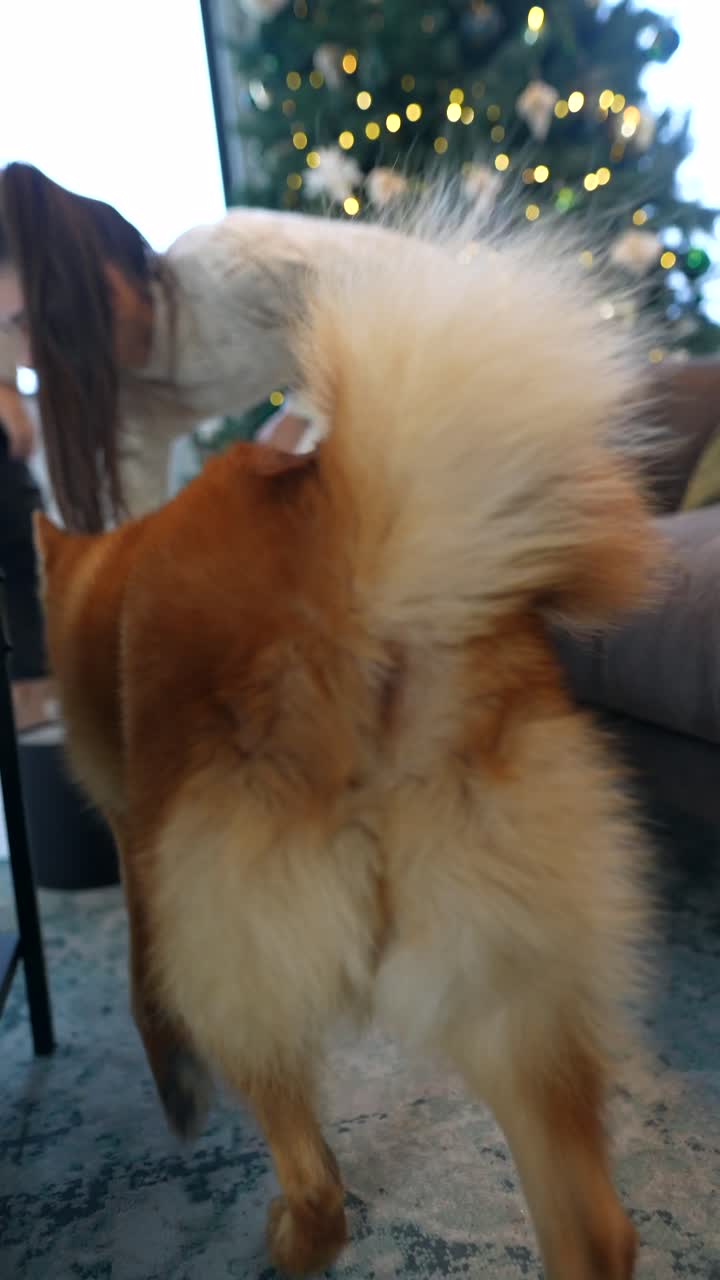 tiempo de navidad en familia con un perro spitz finlandés