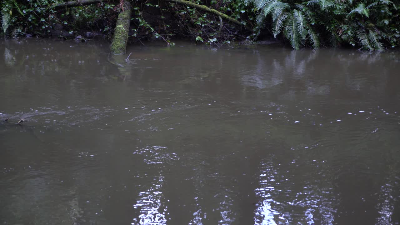 Gambar diam jarak dekat sungai keruh yang mengalir dan tepi sungai di hutan kayu merah California.