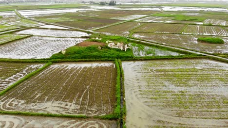 a-small-Buddha-altar-nestled-in-the-middle-of-a-lush-rice-field-in-Hoi-An,-Vietnam