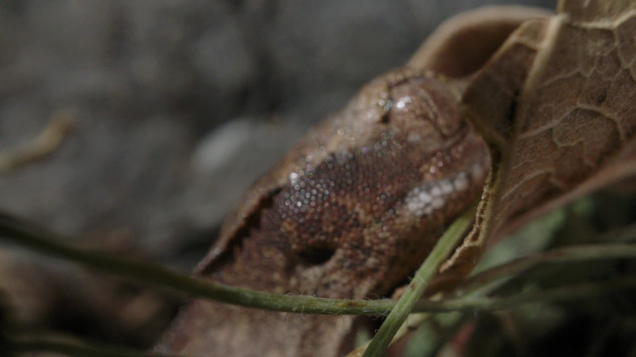 Crawling tiny crested gecko - baby lizard eyeball close up