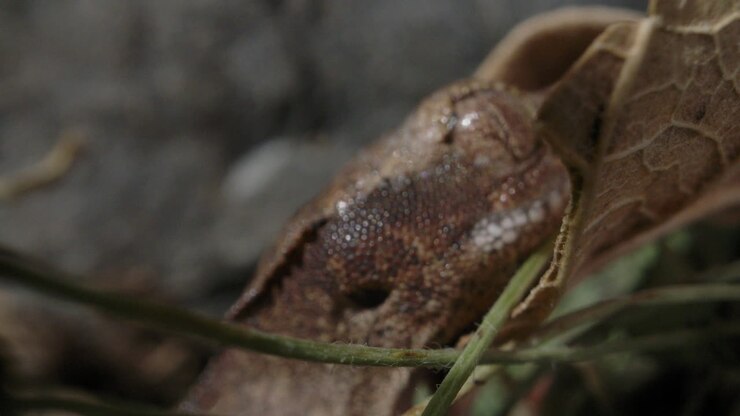Crawling tiny crested gecko - baby lizard eyeball close up
