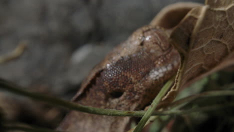 arrastrándose diminuto gecko crestado - globo ocular de lagarto bebé de cerca