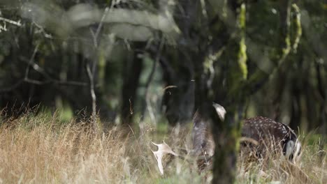 ciervos en barbecho en un bosque