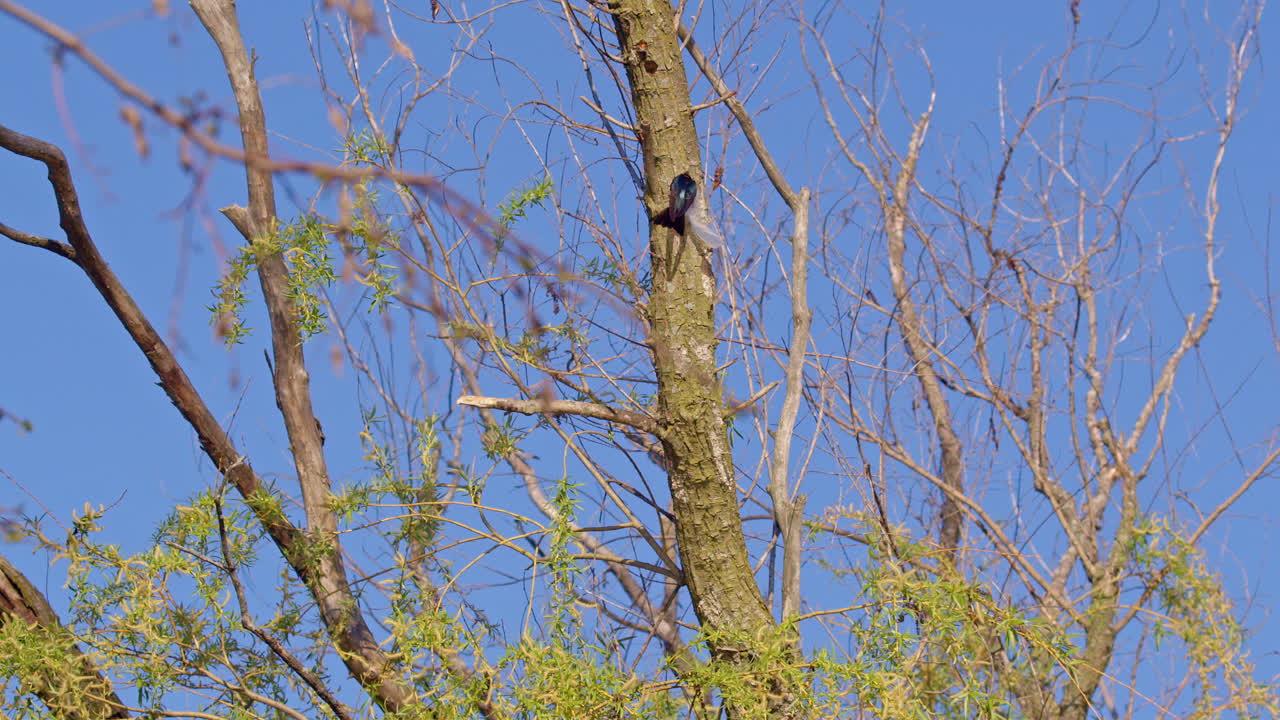 A purple martin, in slowed footage, fills a tree hollow with nesting supplies.