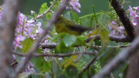 thick-billed euphonia spotted in the colombian rainforests