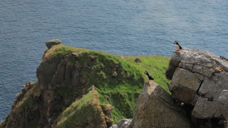 Atlantic-puffin-(Fratercula-arctica),-on-the-rock-on-the-island-of-Runde-(Norway).