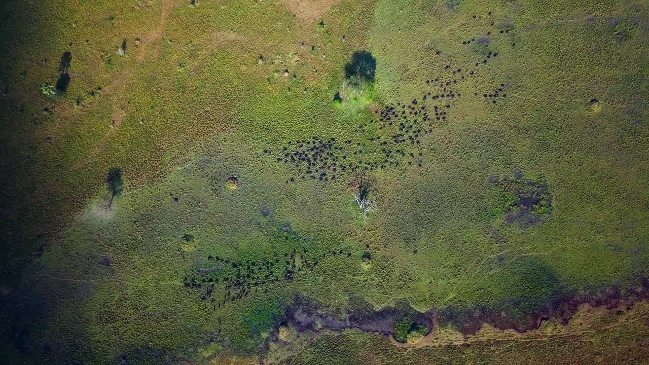 Aerial perspective capturing a herd of african buffalos migrating across lush grasslands of Uganda, Africa, in search of water in the savannah, showcasing lush diverse vegetation, top down drone shot.