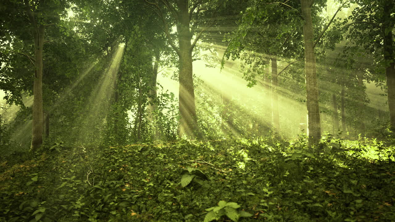 Sunlight streaming through trees illuminating a tranquil forest landscape