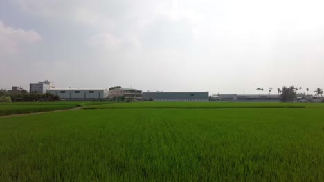 Lush-green-rice-field-with-a-curving-path,-industrial-buildings-in-the-background,-daytime