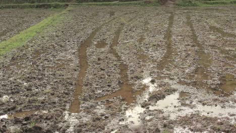 scene with paddy field cultivation in rainy day