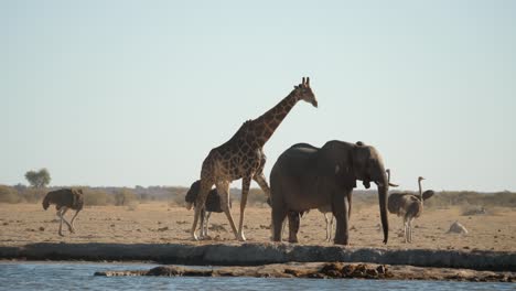 jirafa camina tranquilamente junto a un grupo de avestruces y un elefante junto a un pozo de agua