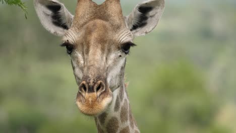 jirafa osicone cuernos en la cabeza, primer plano inclinado hacia arriba de la cara