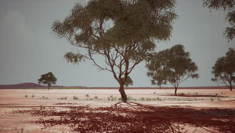 dry-african-savannah-with-trees