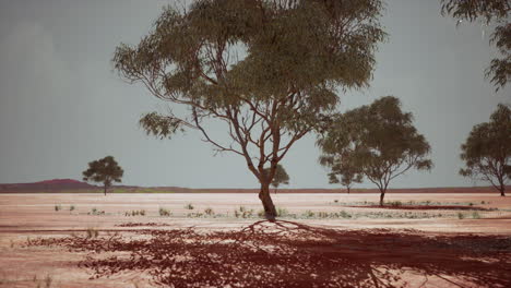 dry african savannah with trees