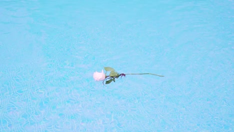 수영장 안의 맑은 물에 떠있는 분홍 장미