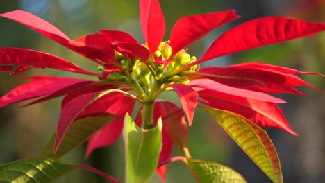 close up of a red and green poinsettia flower in the sunlight