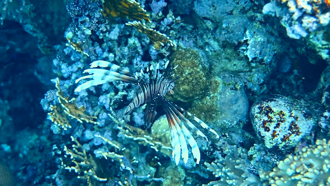 サンゴ礁の近くを泳ぐRed lionfishのクローズアップ
