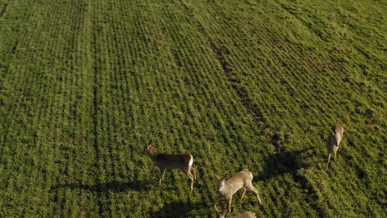 corzo parado en un campo agrícola verde