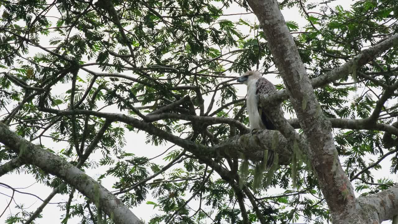 águila filipina pithecophaga jefferyi, filipinas, imágenes raras, mirando a la izquierda estirando el cuello y mirando a través de los árboles mientras espera que lleguen sus padres